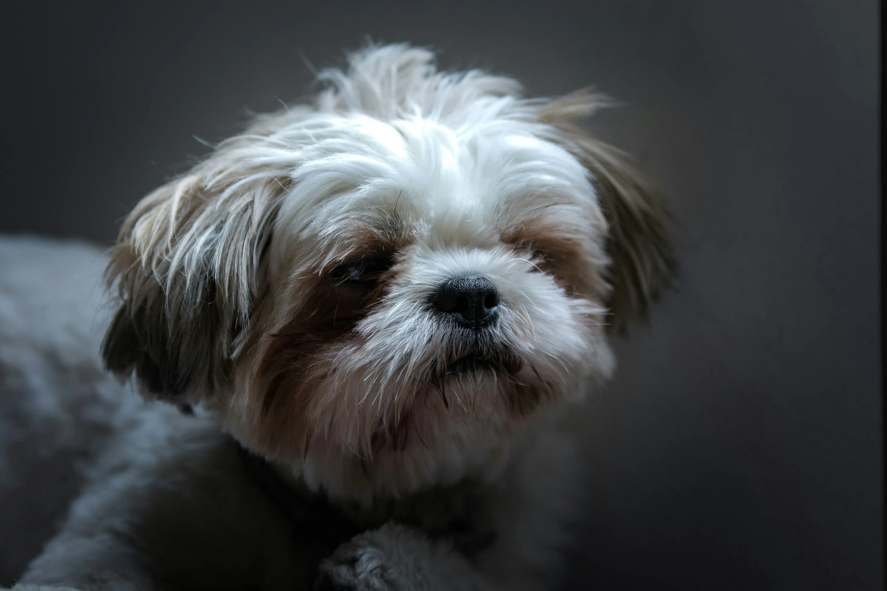 Fluffy white and tan Shih Tzu puppy with a grumpy expression in dramatic side light