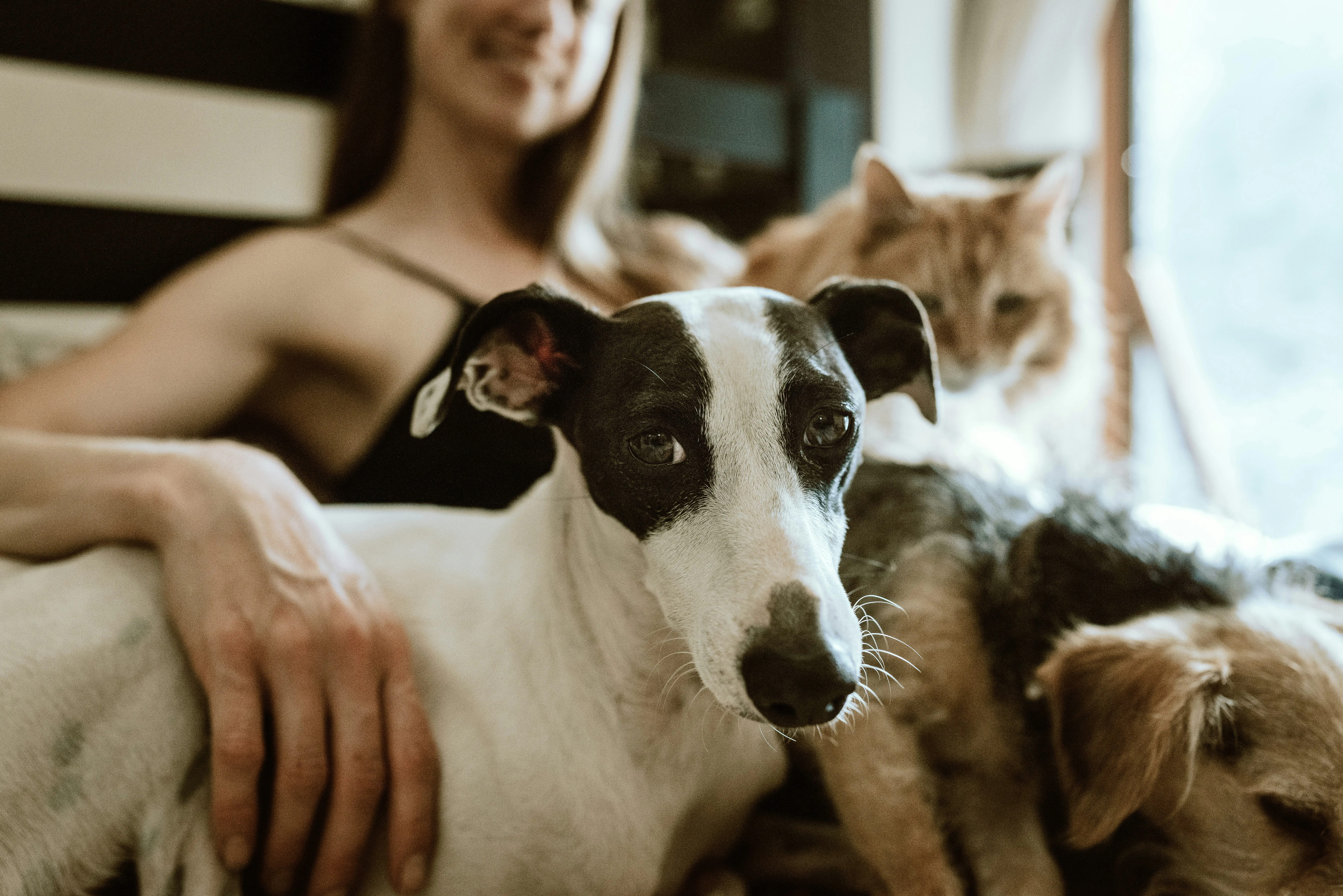 Woman on a couch holding a black-and-white dog, with an orange cat and a second dog beside her