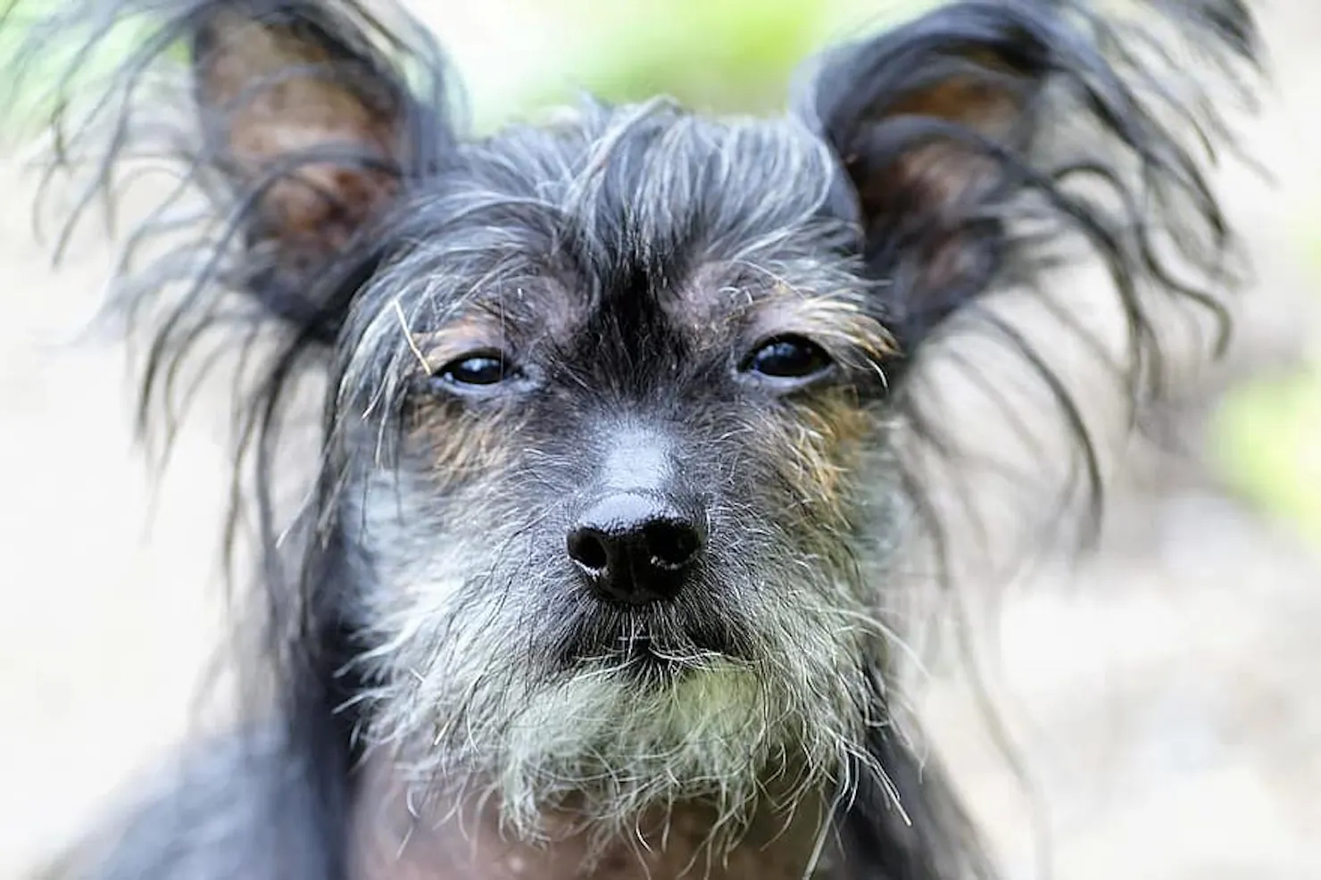 Scruffy Chinese crested dog with wispy grey hair and alert ears staring at the camera