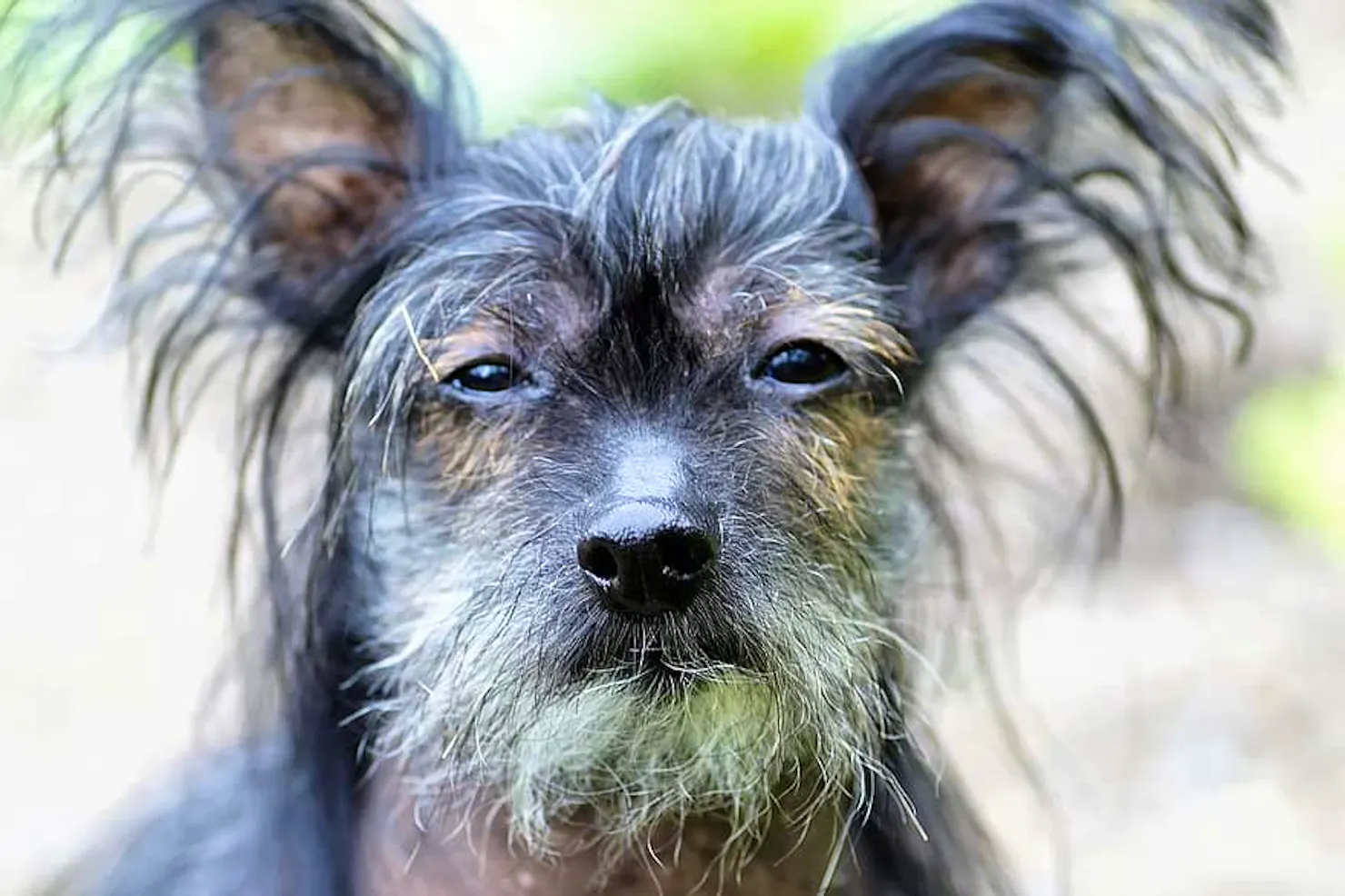 Scruffy Chinese crested dog with wispy grey hair and alert ears staring at the camera