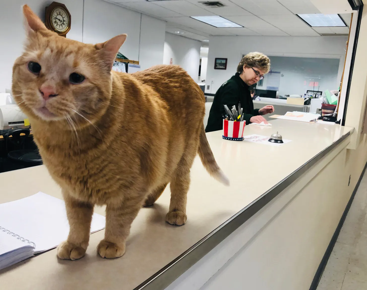 Pumpkin the cat