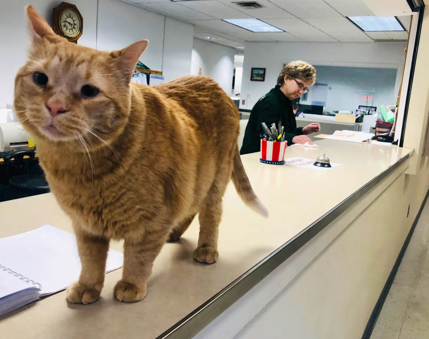 Pumpkin the cat