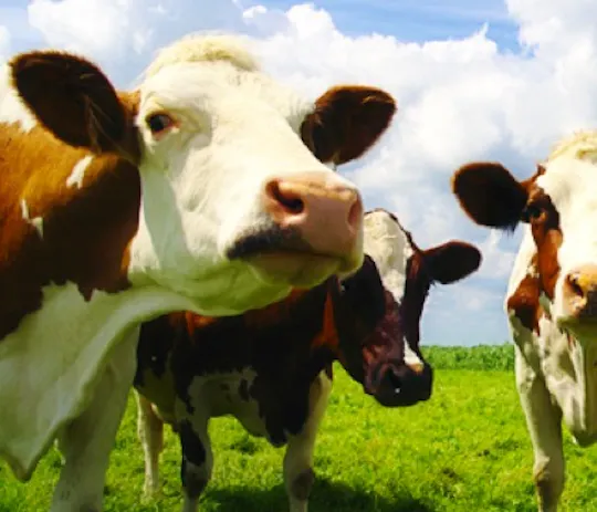 Three brown-and-white cows in a green field under a blue sky, from the Great American project