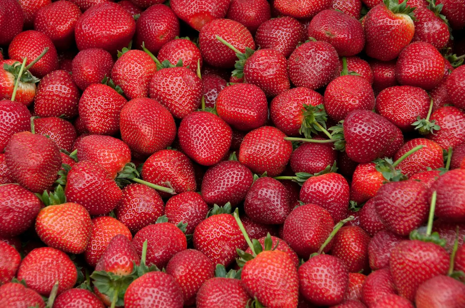 Close-up of a pile of ripe red strawberries