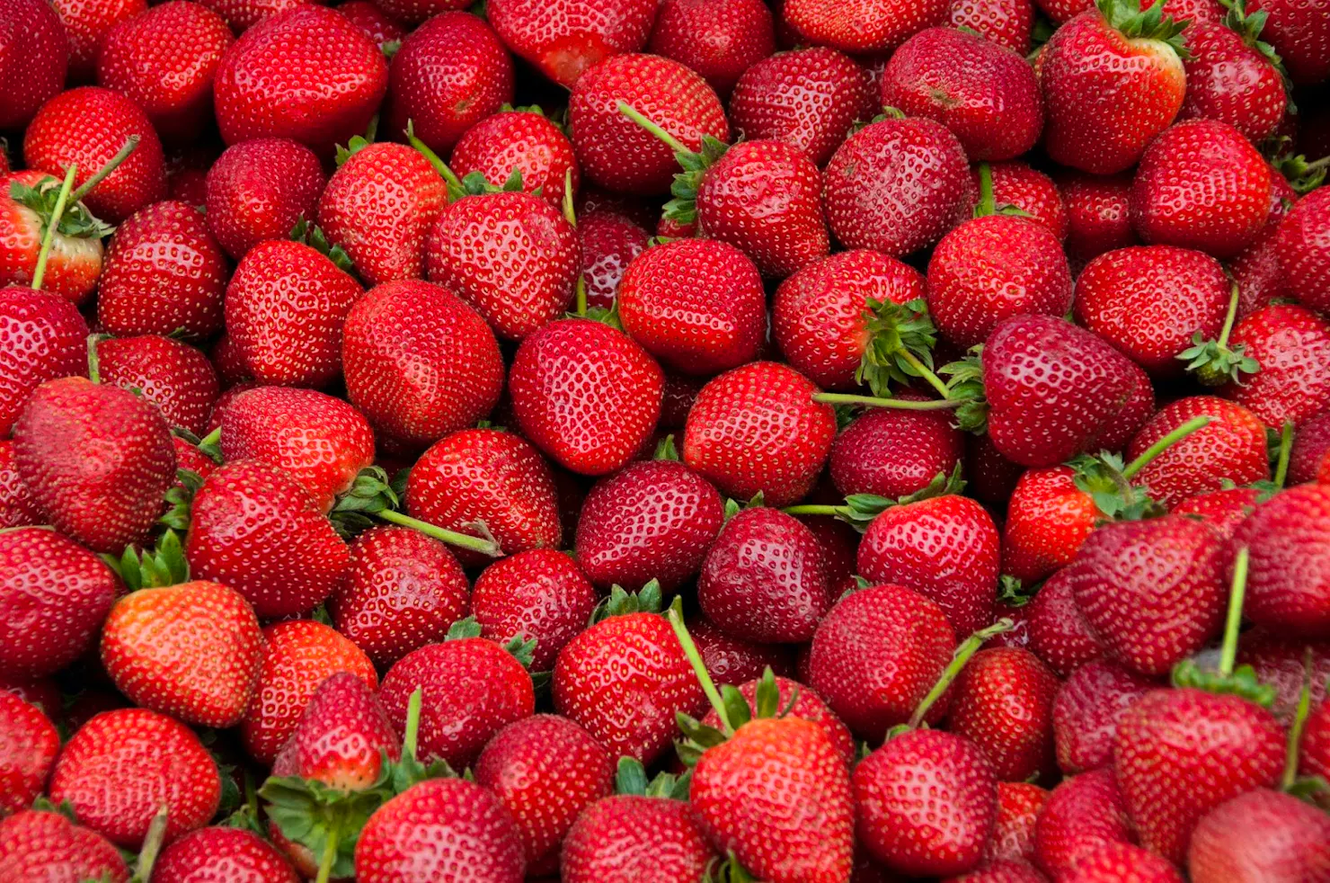 Close-up of a pile of ripe red strawberries