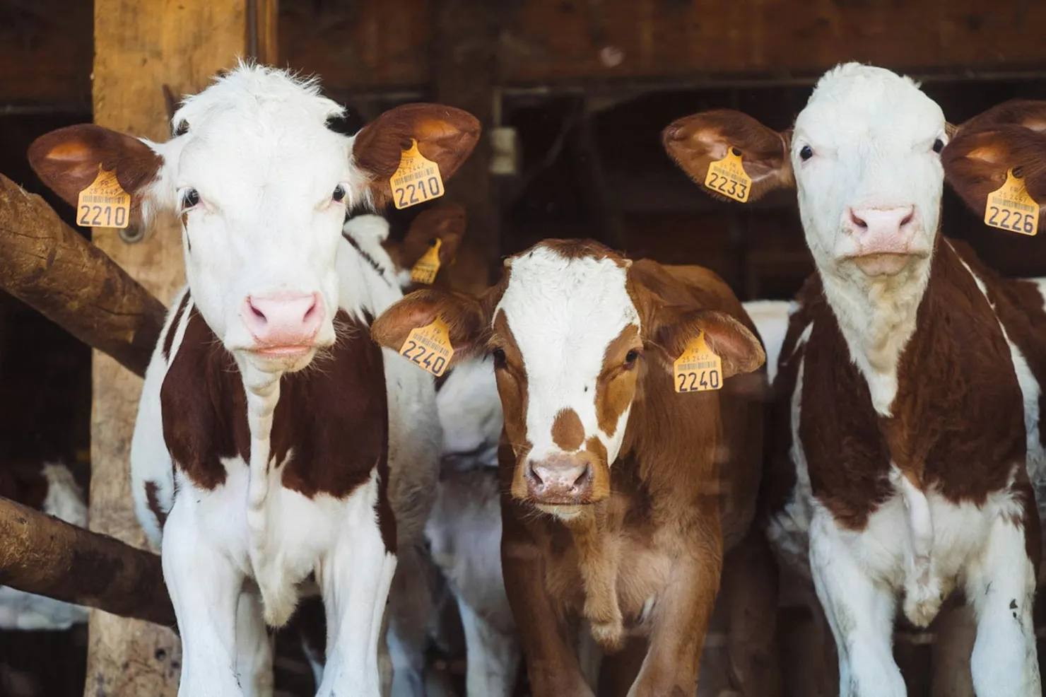 Three brown and white calves with yellow ear tags standing in a barn, a nod to Ainsley's favorite game, Stardew Valley