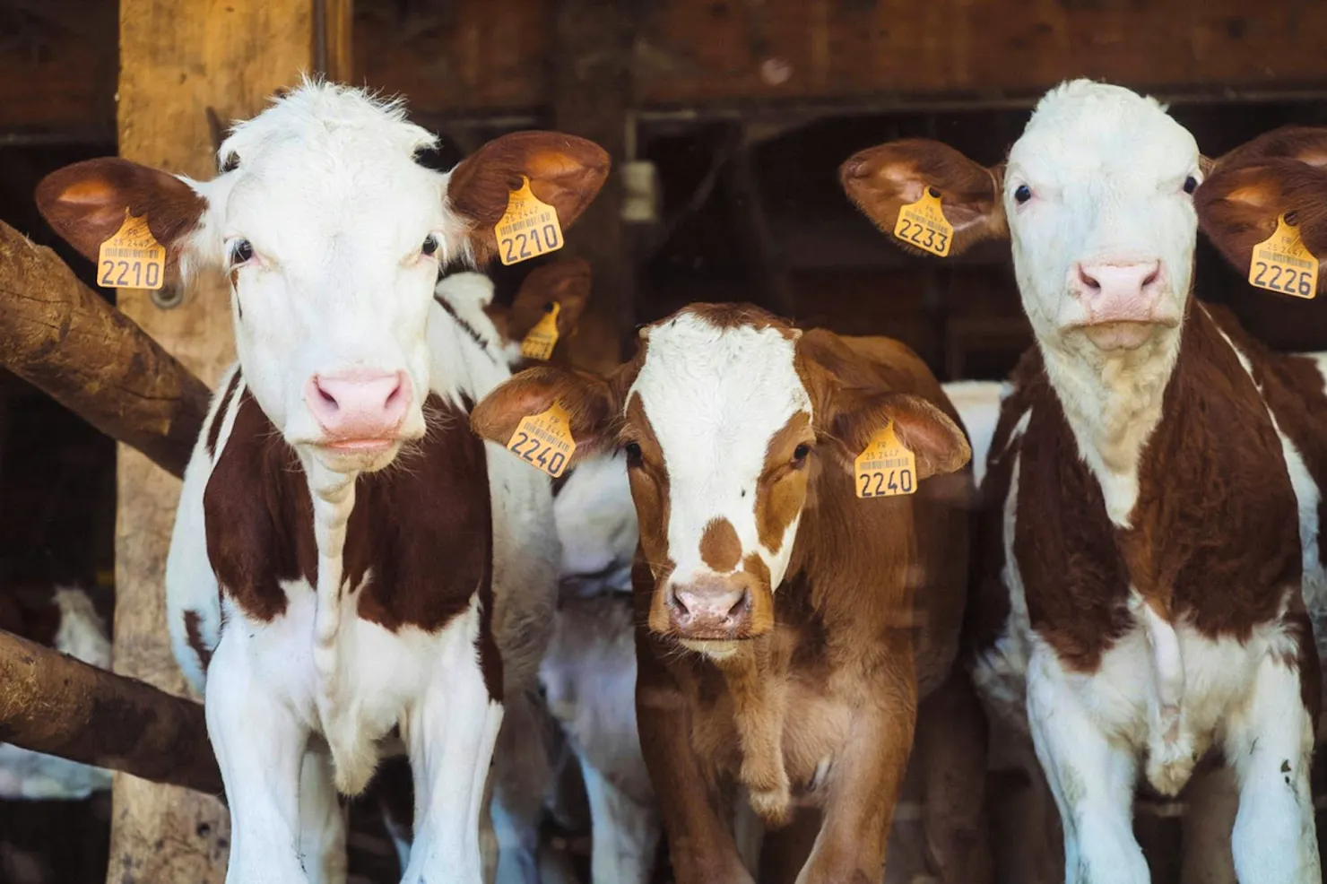 Three brown and white calves with yellow ear tags standing in a barn, a nod to Ainsley's favorite game, Stardew Valley