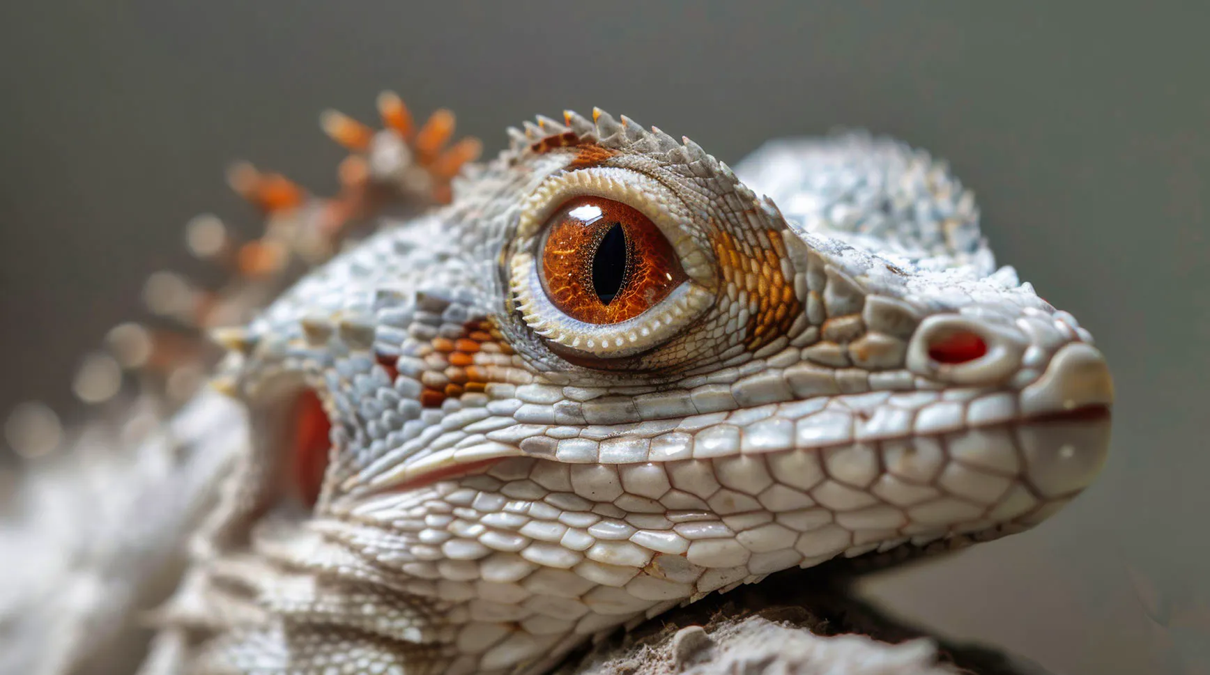 Close-up of a pale white lizard with orange eyes and orange-tipped spines