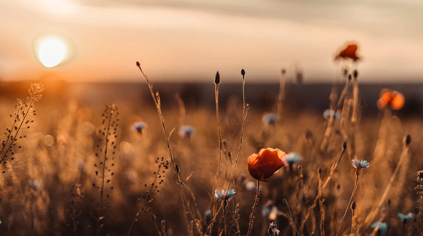 Wild poppies and cornflowers in a golden field at sunset